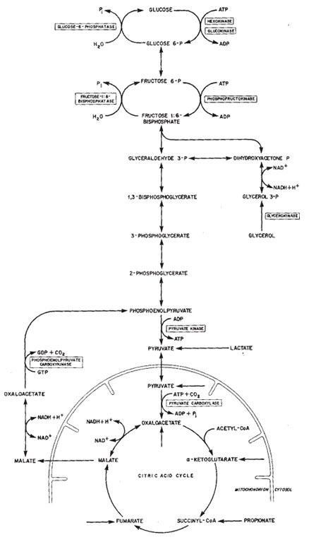 Gluconeogenesis — Synthesis of Glucose from Non-Carbohydrate Precursors