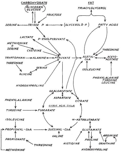 Integrated Carbohydrate and Lipid Metabolism — Comprehensive Overview